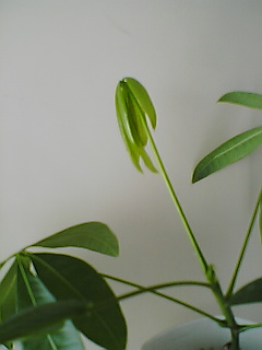 leaf