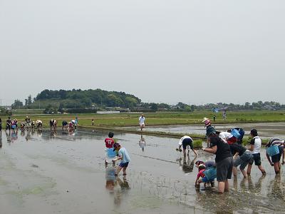 みんなで田植え３.JPG