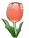 tulip.jpg